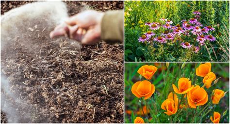 Sow flowers in spring: prefer flowers or sow directly
